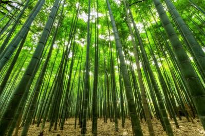 Nature bamboo green growth jungle slender perspective nature wallpaper 1046873 jpg d